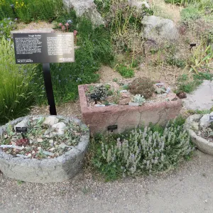 Denver Botanic Garden, APGA meeting, Trough Garden
