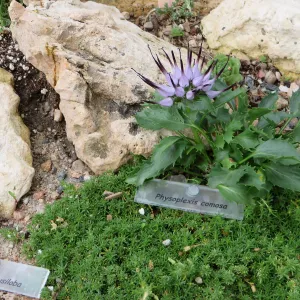Denver Botanic Garden, APGA meeting. Physoplexis comosa and Minuartia obtusiloba