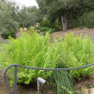 Santa Barbara County Bowl garden, designed by Susan van Atta