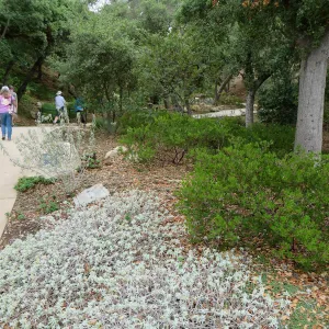 Santa Barbara County Bowl garden, designed by Susan van Atta
