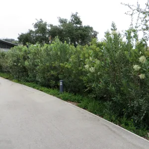 Santa Barbara County Bowl garden, designed by Susan van Atta