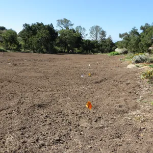SBBG Meadow