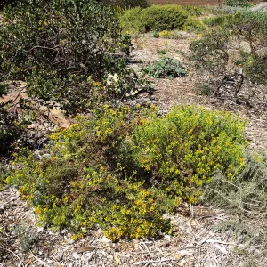 Isocoma menziesii 
