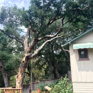 SBBG, Removal of fire damaged oak in Home Demo Garden