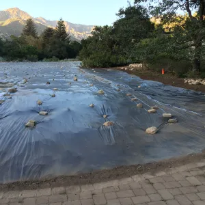 Solarization of SBBG Meadow