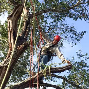 Removal of fire damaged oak behind Home Demo Garden deck. Manuel Gonzales
