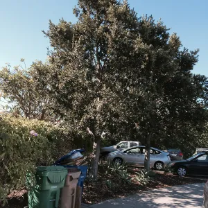 Quercus tomentella at Susan van Atta property