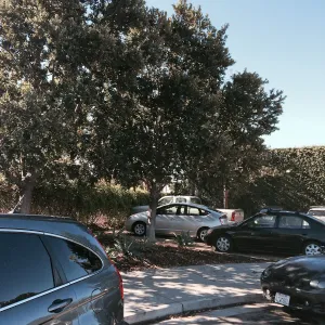 Quercus tomentella at Susan van Atta property