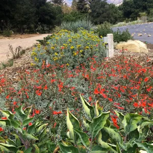 Meadow border with Epilobium and Perityle