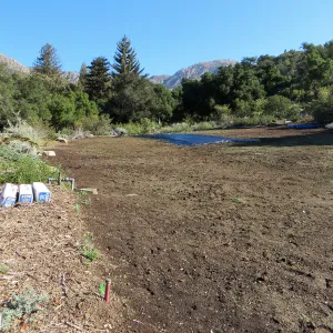 Solarization of the Meadow