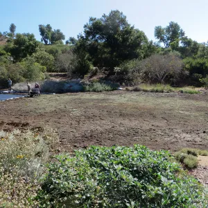 Solarization of the Meadow