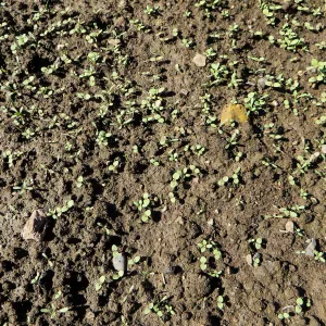 Meadow before solarization