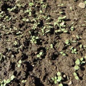 Meadow before solarization