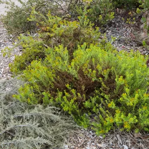 Isocoma menziesii var. tridentata in ground cover display