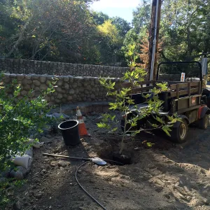 Replanting Platanus racemosa at the Bridge on Mission Canyon Road for SWIP reveg