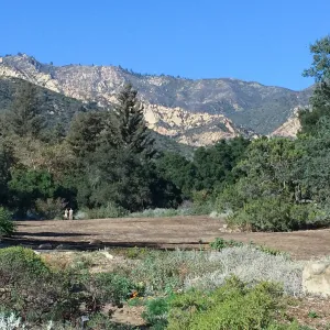Meadow after solarization