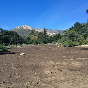 Meadow after solarization