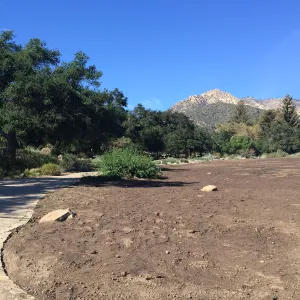 Meadow after solarization