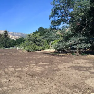 Meadow after solarization