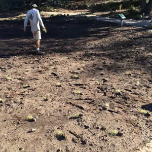 Planting Bouteloua gracilis in the Meadow after solarization