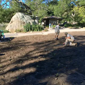 Planting Bouteloua gracilis in the Meadow after solarization