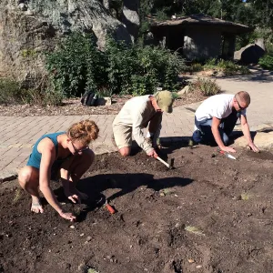 Planting Bouteloua gracilis in the Meadow after solarization