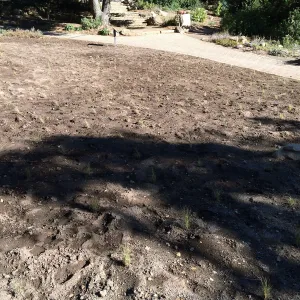 Planting Bouteloua gracilis in the Meadow after solarization