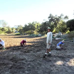 Planting Bouteloua gracilis in the Meadow after solarization. Jason Nelson