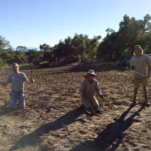 Planting Bouteloua gracilis in the Meadow after solarization. Randy Wright, Tony Lee, Riley Kriebel