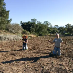Planting Bouteloua gracilis in the Meadow after solarization. Randy Wright