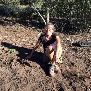 Planting Bouteloua gracilis in the Meadow after solarization, Anne Mcinerny