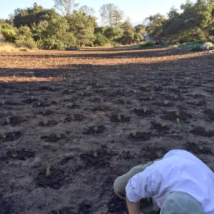 Planting Bouteloua gracilis in the Meadow after solarization. Steve Windhager