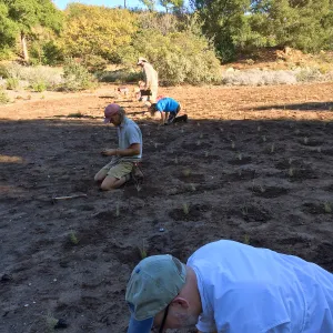 Planting Bouteloua gracilis in the Meadow after solarization. Steve Windhager