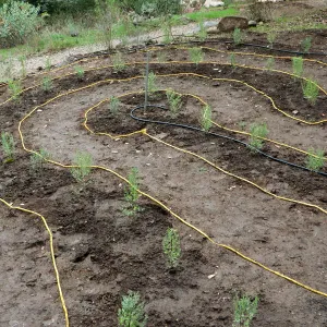 Newly planted Maze