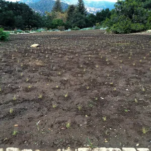 Newly planted Bouteloua gracilis in Meadow