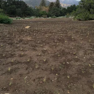 Newly planted Bouteloua gracilis in Meadow