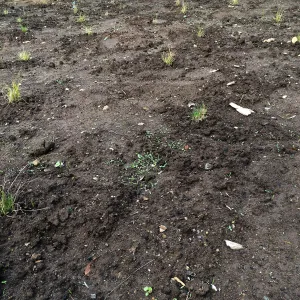 Newly planted Bouteloua gracilis in Meadow