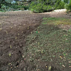 Newly planted Bouteloua gracilis in Meadow