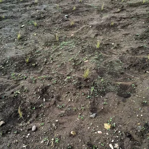 Newly planted Bouteloua gracilis in Meadow