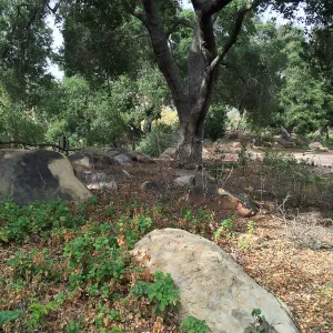 Meadow Oaks