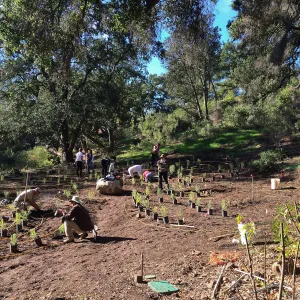 Planting the Maze with Baccharis