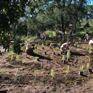 Planting the Maze with Baccharis