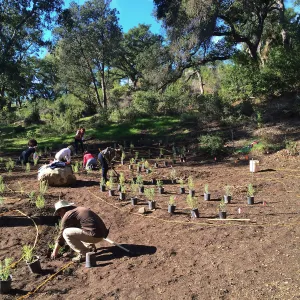 Planting the Maze with Baccharis