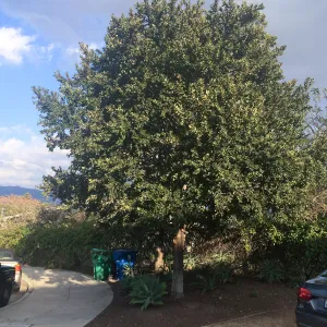 Susan van Atta property, Quercus tomentella