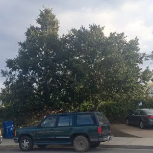 Susan van Atta property, Quercus tomentella