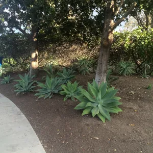 Susan van Atta property, Quercus tomentella