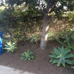 Susan van Atta property, Quercus tomentella