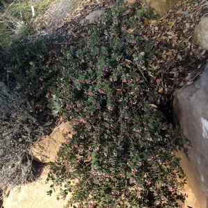 Blooming Arctostaphylos Arroyo Cascade in D 23