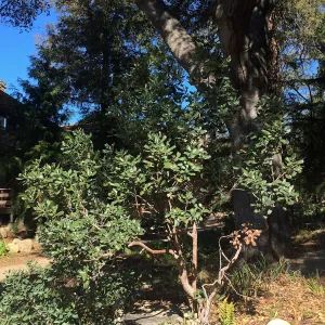 Comarostaphylis in Arroyo