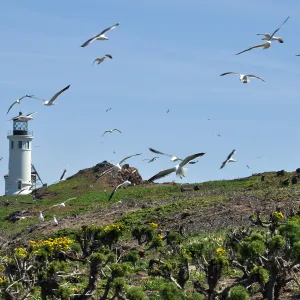 Anacapa Island Trip 2016-05, Seagulls flying, lighthouse, Coreopsis gigantea